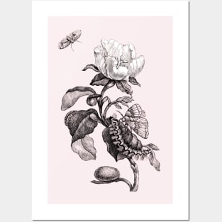 White Rose Flower with Butterflies. Vintage Botanical Illustration Posters and Art